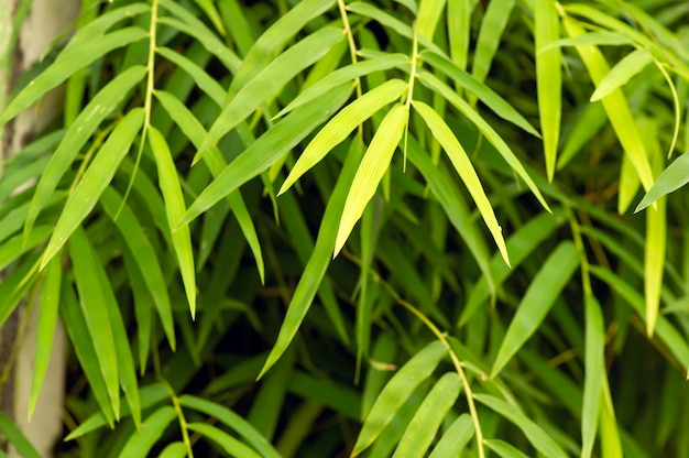 Bamboo leaves for natural background and computer wallpaper Shallow focus