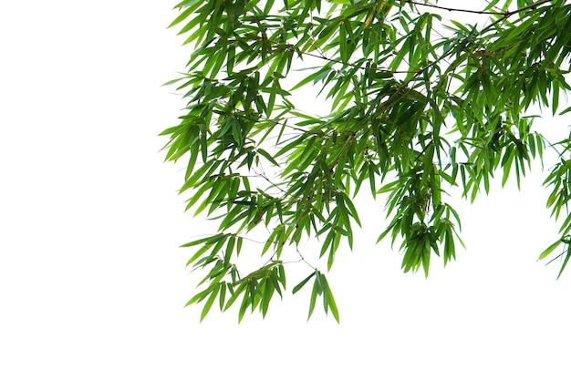 bamboo leaves on a white background