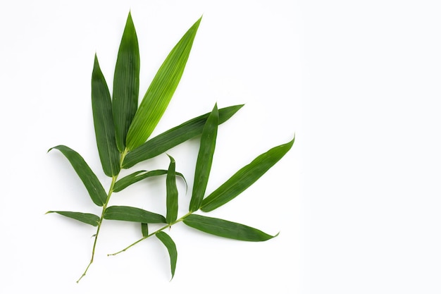 Bamboo leaves on white background