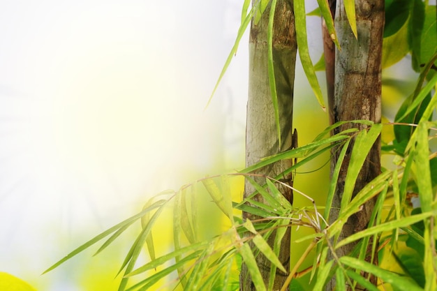 Bamboo leaves with sunlight in the morning nature background selective focus