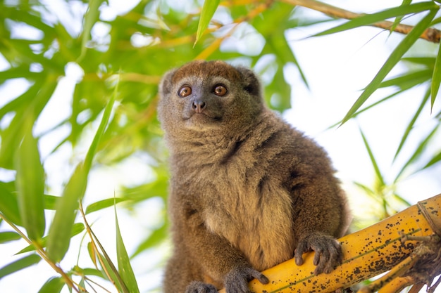 A bamboo lemur sits on a branch and watches the visitors to the national park