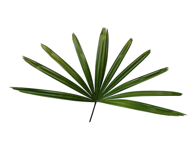 Bamboo palm fresh leaves or rhapis excelsa on white background