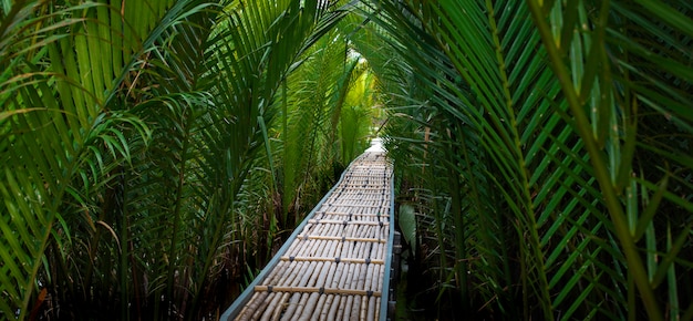 The Bamboo pathway in mangrove