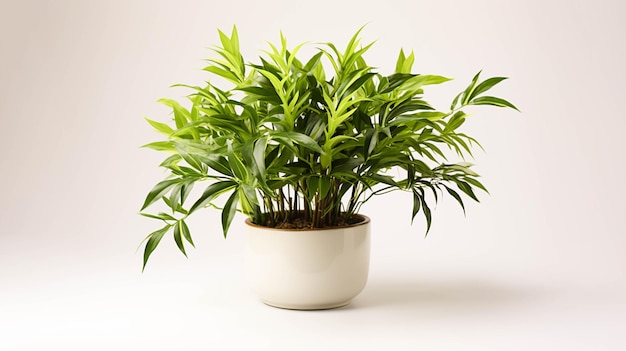 Bamboo plant on a pot on white background