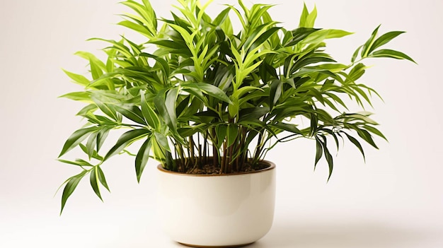 Bamboo plant on a pot on white background