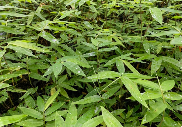 Bamboo plant seedlings in the nursery for natural background