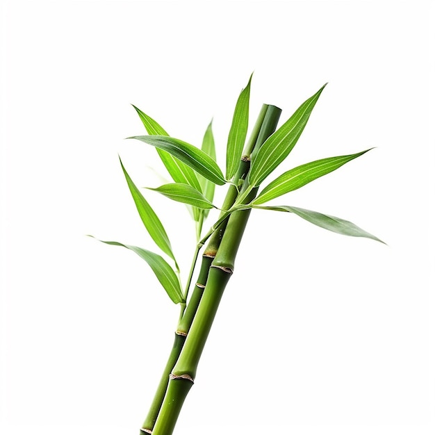 A bamboo plant with green leaves and the word bamboo on it