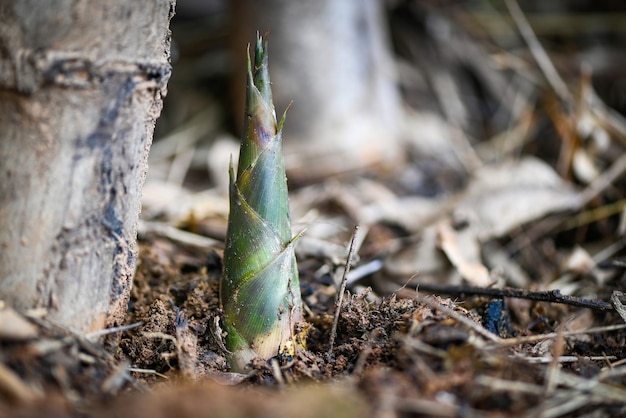 Bamboo shoot on ground in the bamboo forest Fresh raw bamboo shoots on nature background