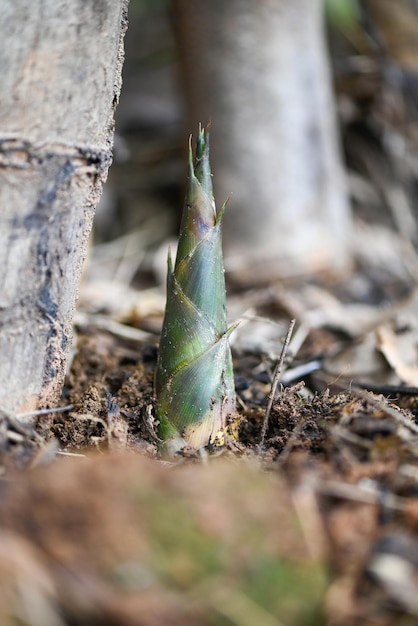 Bamboo shoot on ground in the bamboo forest Fresh raw bamboo shoots on nature background