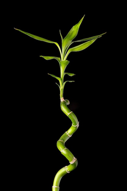 Photo bamboo stalks on black background