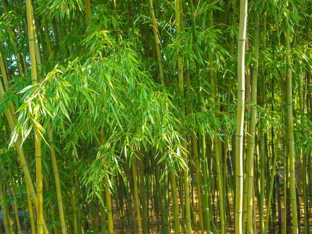 Bamboo tree Bambusoideae