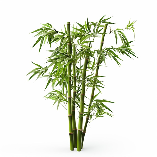 bamboo tree on isolated white background