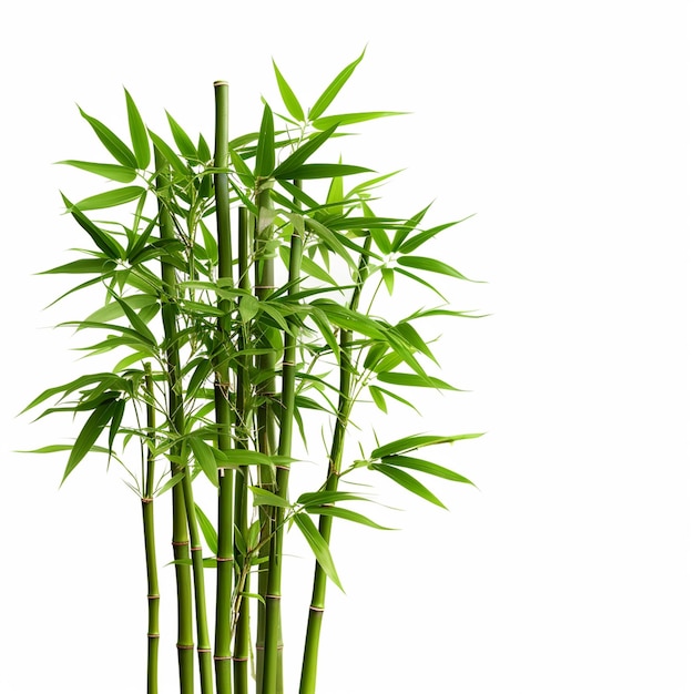 Bamboo tree leaf plant stem and stick 3d bamboo tree Ai Generative