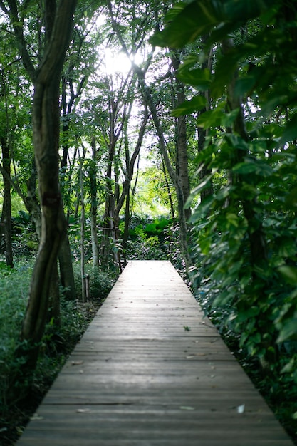 Bamboo tree with the wooden vintage walk way in the forest with the glitter light between the leaf