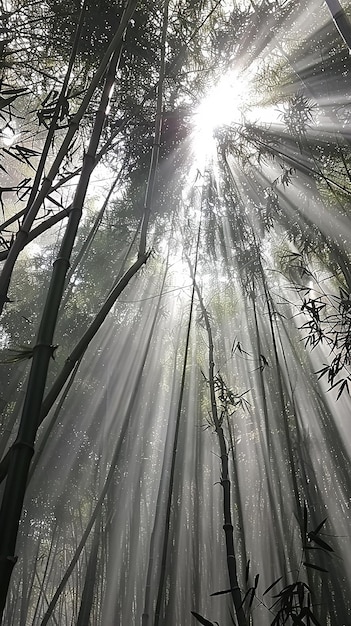 bamboo trees in forest