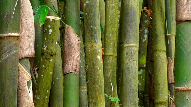 A bamboo wall with a green leaf on it