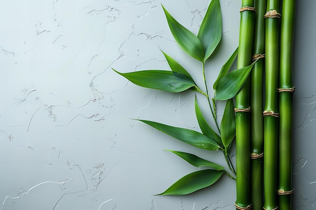 bamboo on a white background with a green bamboo sticker