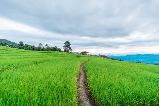 Ban Pa Bong Piang rice terrace