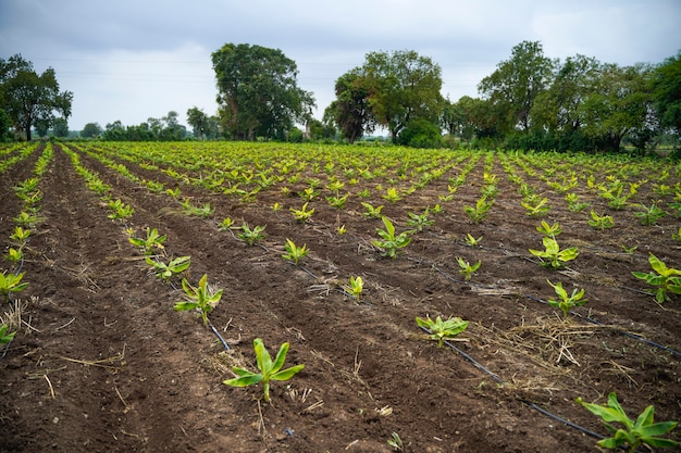 Banana Agriculture field in india.