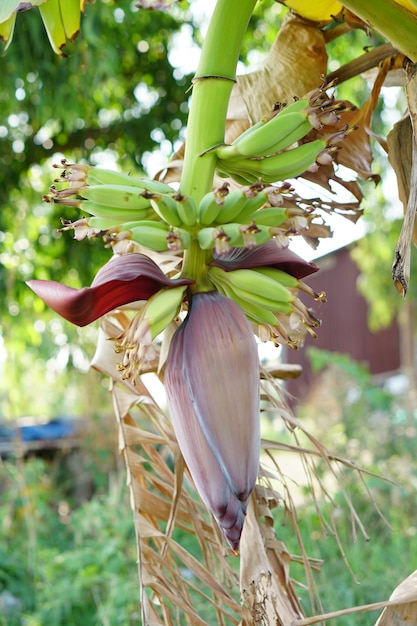 banana blossom