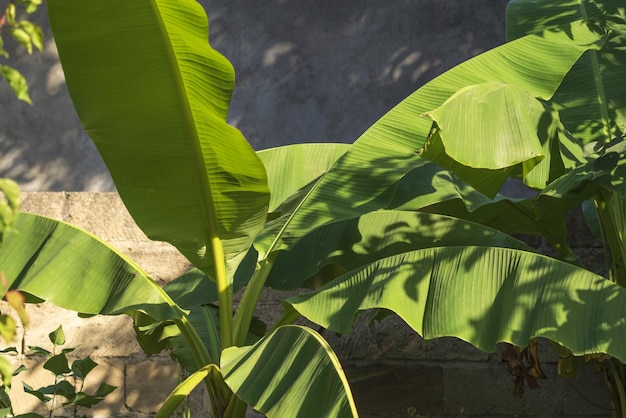 Banana bush in the garden