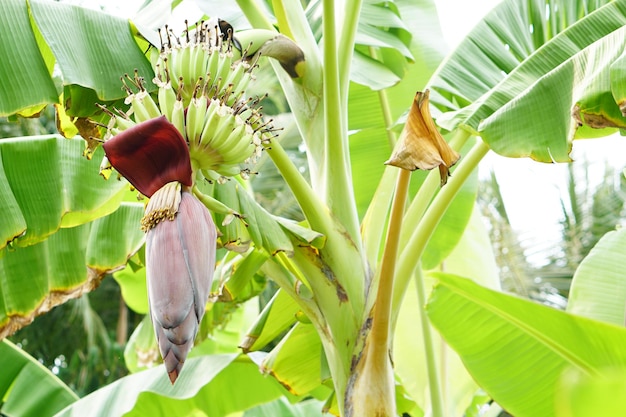 Banana flowers can be used for cooking