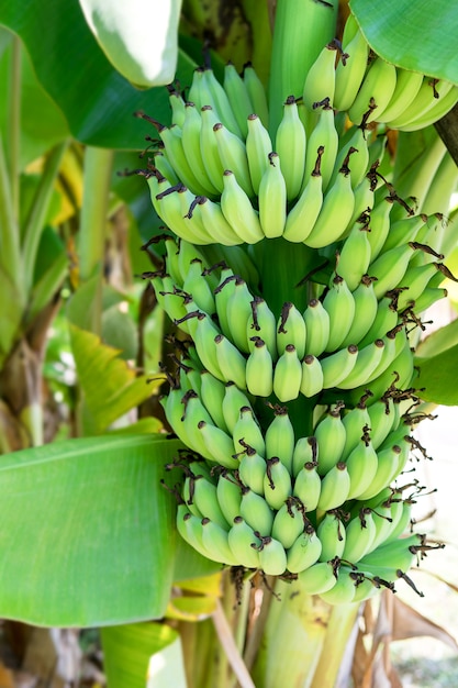 Banana fruit on the tree and a beautiful green bright.