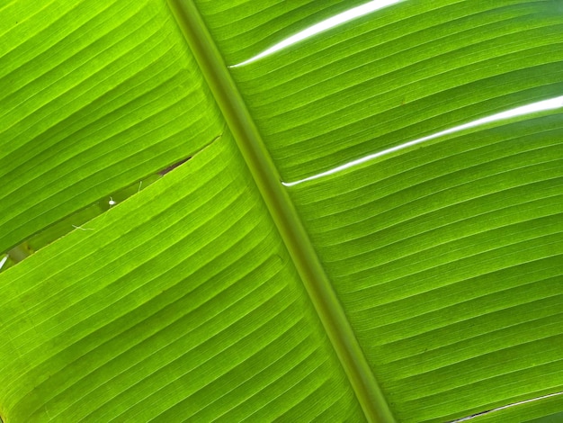 Banana green leaf background texture