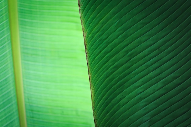 Banana green leaf closeup background use us space for text or image backdrop design Texture background backlight fresh green leaf