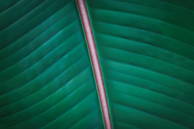 Banana green leaf closeup background use us space for text or image backdrop design Texture background backlight fresh green leaf