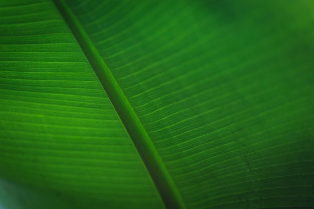 Banana green leaf closeup background use us space for text or image backdrop design Texture background backlight fresh green leaf