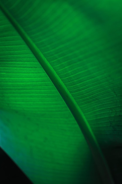 Banana green leaf closeup background use us space for text or image backdrop design Texture background backlight fresh green leaf