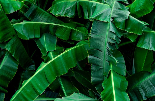 Banana green leaves texture background. Banana leaf in tropical forest. Green leaves with beautiful 