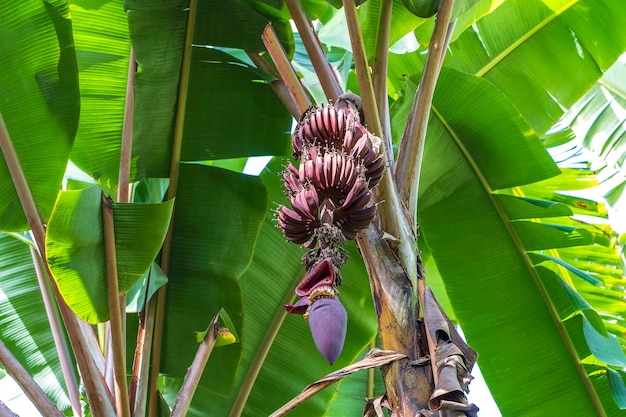 Banana green palm tree with bunch of red bananas