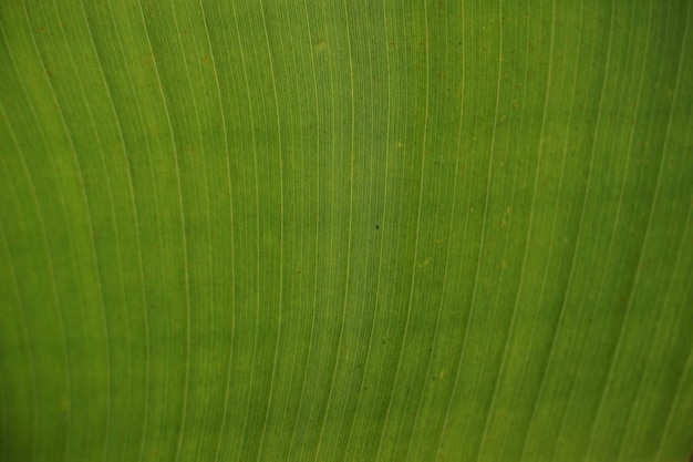 banana leaf as background abstract texture wallpaper photo