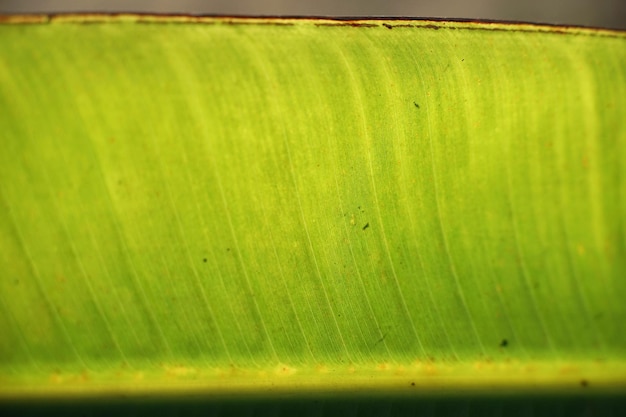 banana leaf as background abstract texture wallpaper photo