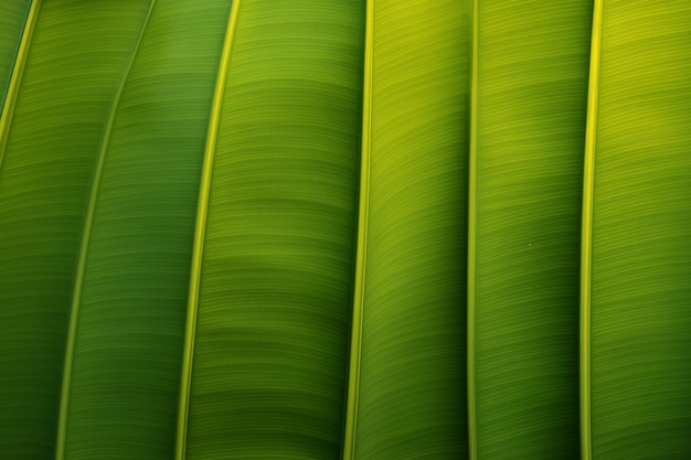 Photo banana leaf background images background