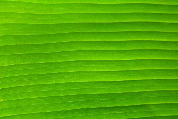 Banana Leaf, Beautiful, Green, Background, Texture