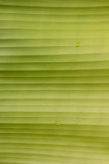 Banana leaf close up