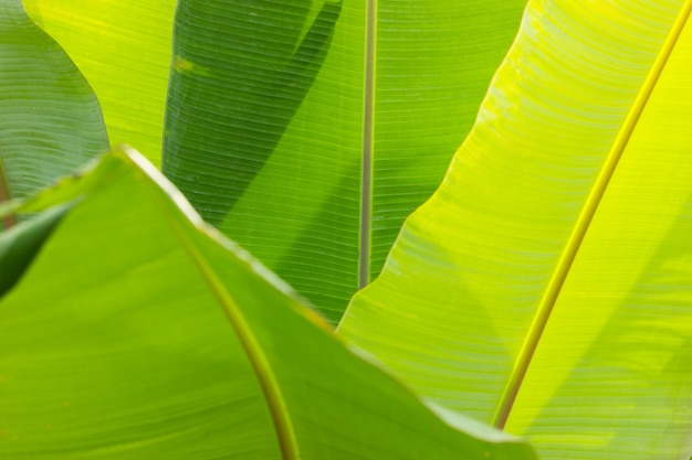 Banana leaf green