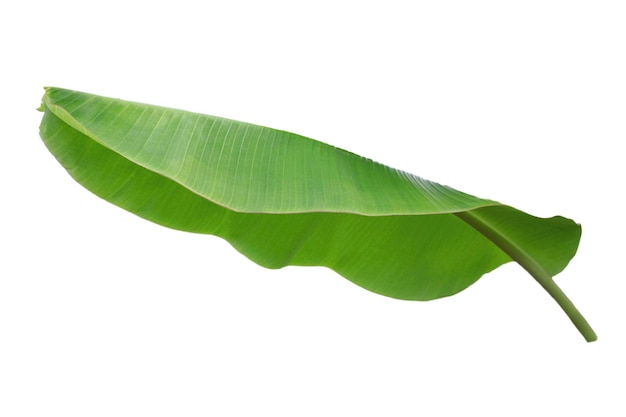 Banana leaf isolated on white background