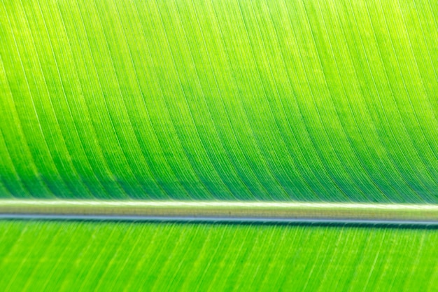 Banana leaf pattern