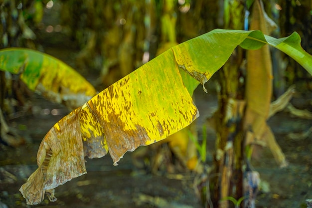 Banana leaf speckle is a leaf spot disease of banana plants caused by the ascomycete fungus