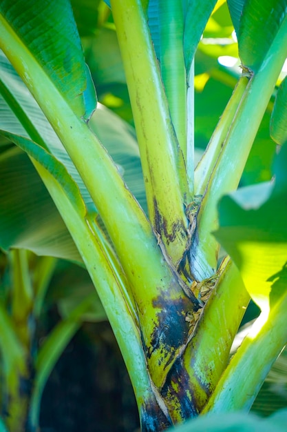 Banana leaf speckle is a leaf spot disease of banana plants caused by the ascomycete fungus