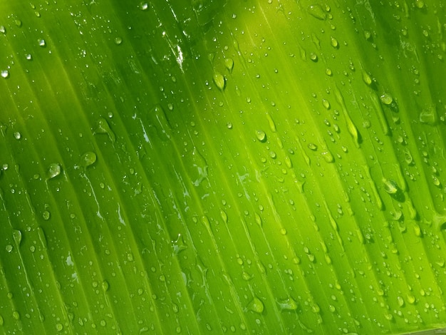 Banana leaf texture background in the green style