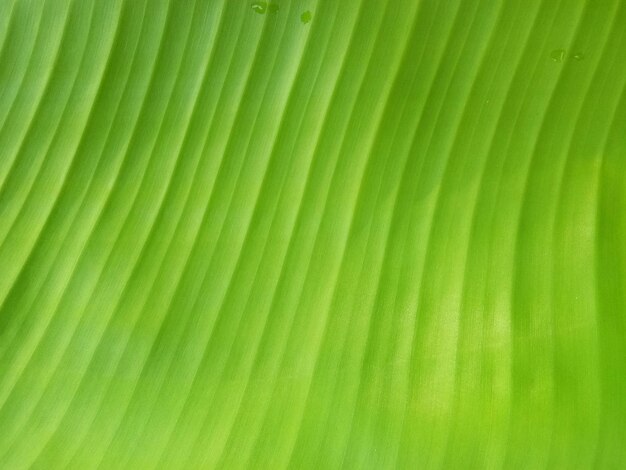 Photo banana leaf texture background in the green style