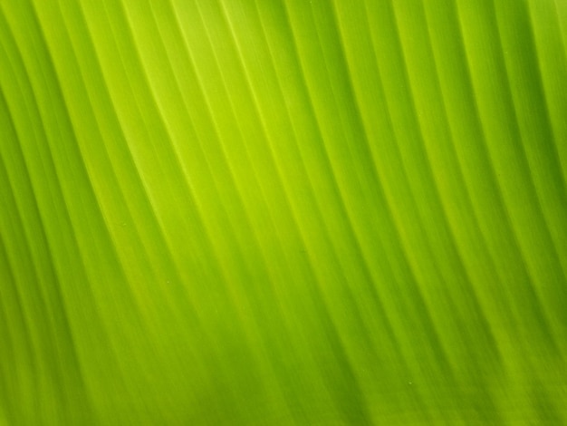 Photo banana leaf texture background in the green style