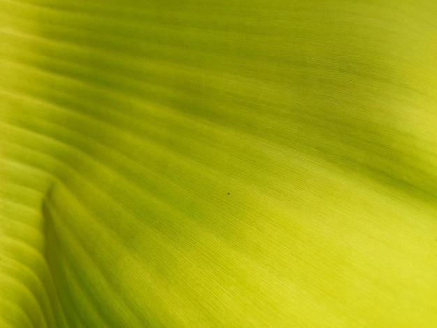 Photo banana leaf texture background in the green style