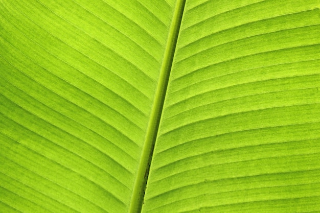 banana leaf texture