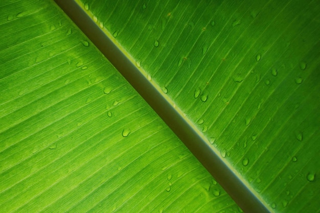 Banana leaf textured wallpaper background